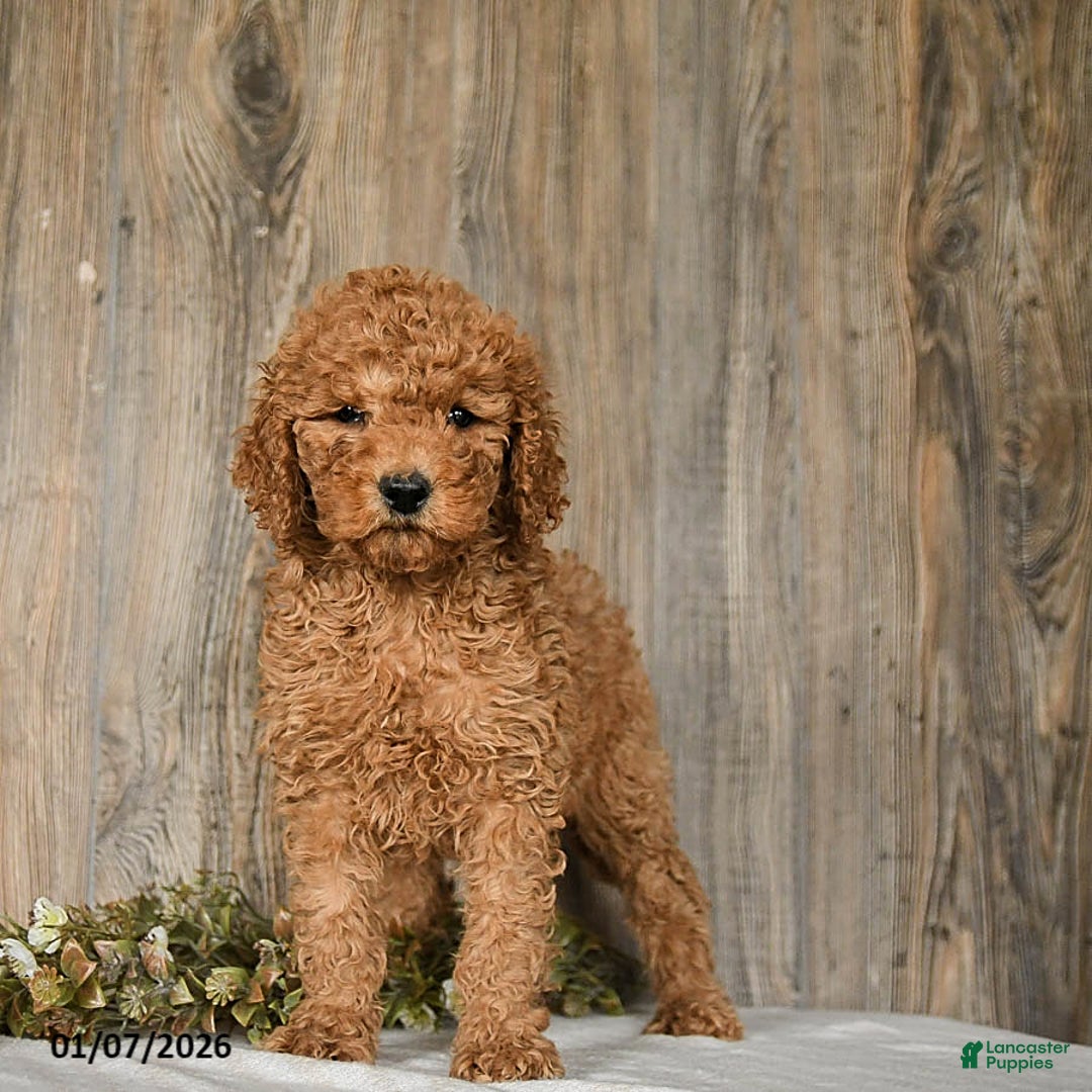 Goldendoodle dogs for sale: Emma - Ad 4