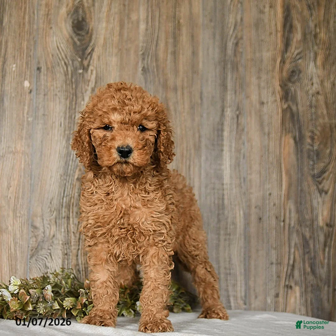 Goldendoodle dogs for sale: Emma - Ad 4