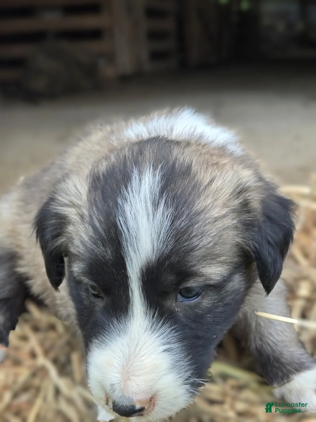 Border Collie dogs for sale: Border Collie Puppy 5 Rolly - Ad 2