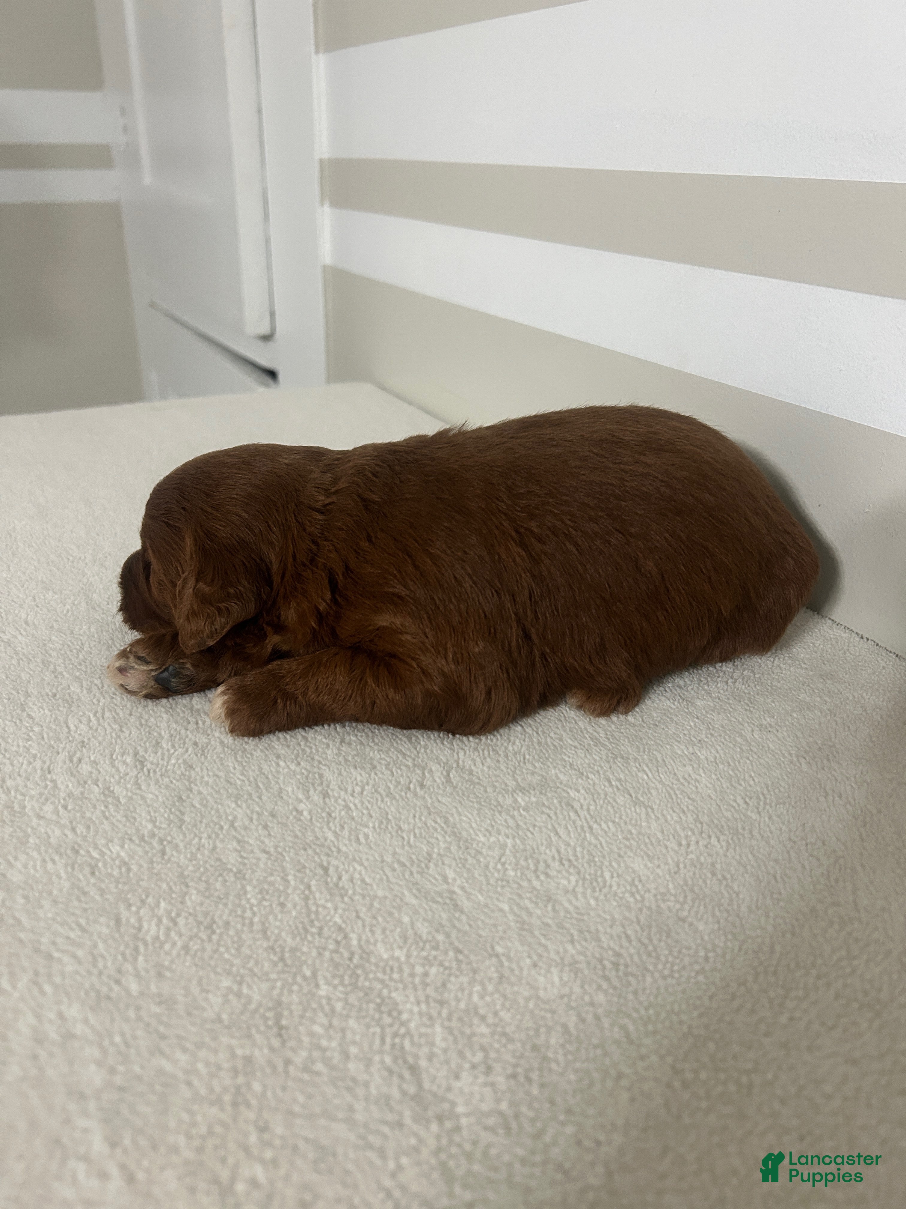 Mini Goldendoodle dogs Chelsie - Ad 41