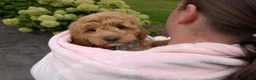 Mini Goldendoodle dogs for sale: Buster - Ad 9