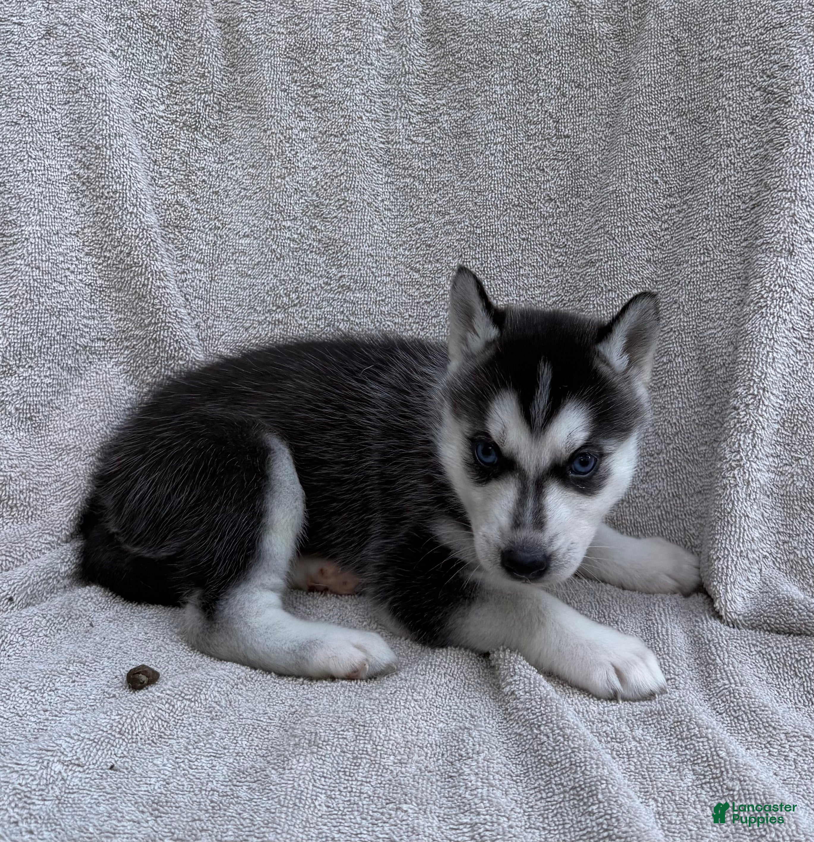 Siberian Husky dogs Kira - Ad 2