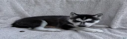 Siberian Husky dogs for sale: Kira - Ad 2