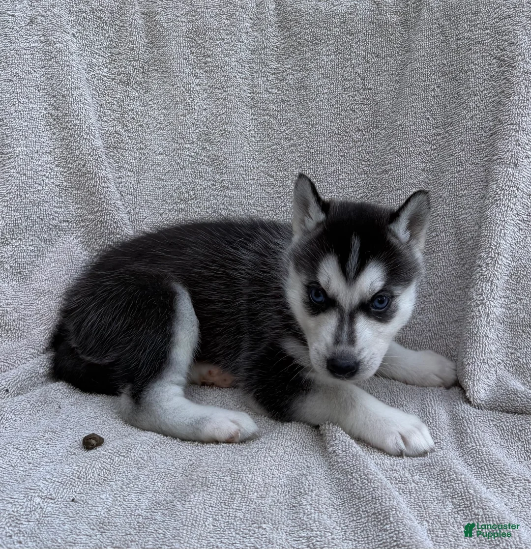 Siberian Husky dogs for sale: Kira - Ad 2