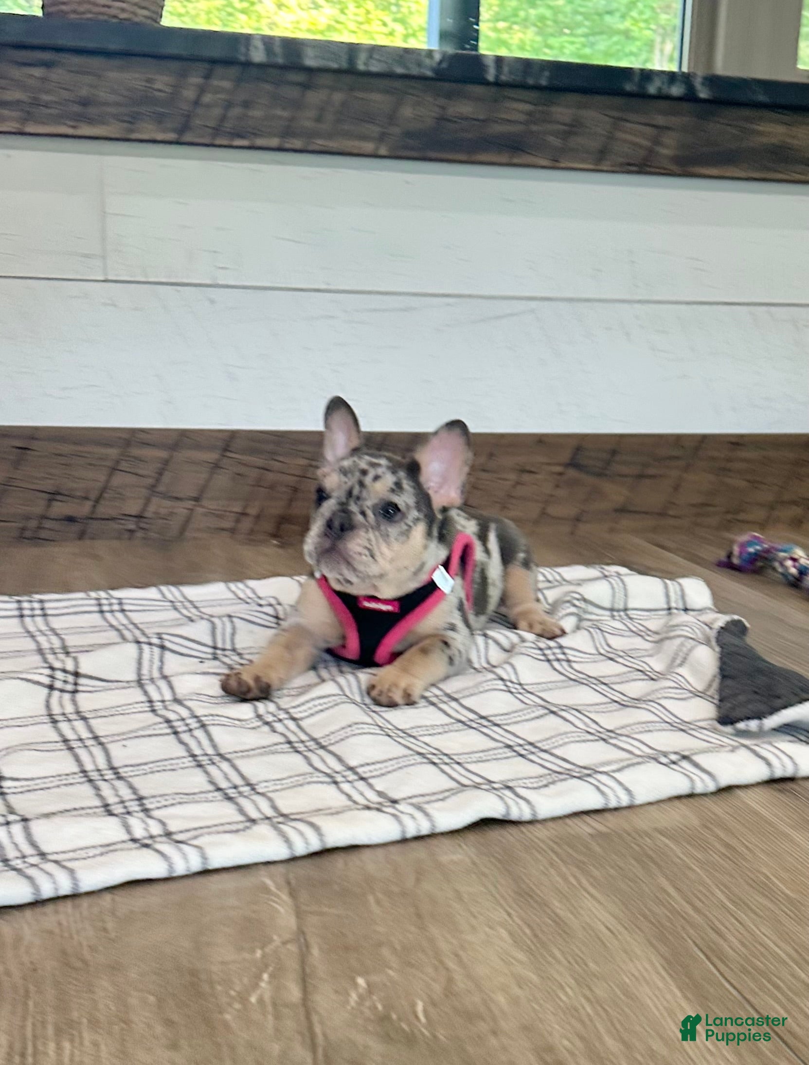 French Bulldog dogs Velvet - Ad 2