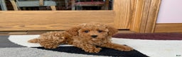 Cockapoo dogs for sale: Terrance - Ad 1