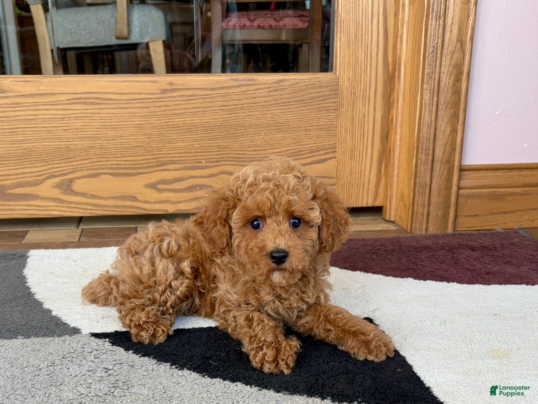 Cockapoo dogs for sale: Terrance - Ad 1