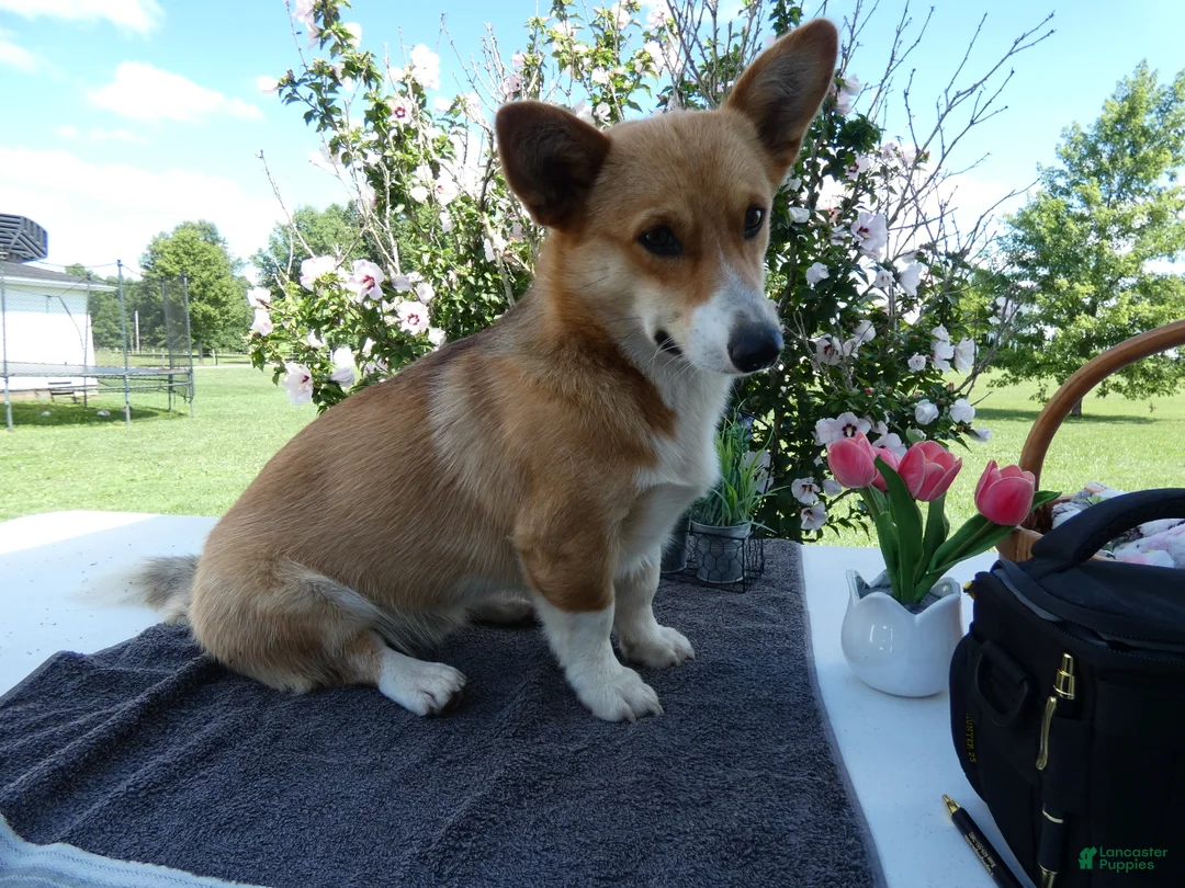 Welsh Corgi Pembroke dogs for sale: Welsh Corgi Pembroke 1 Sampson - Ad 1