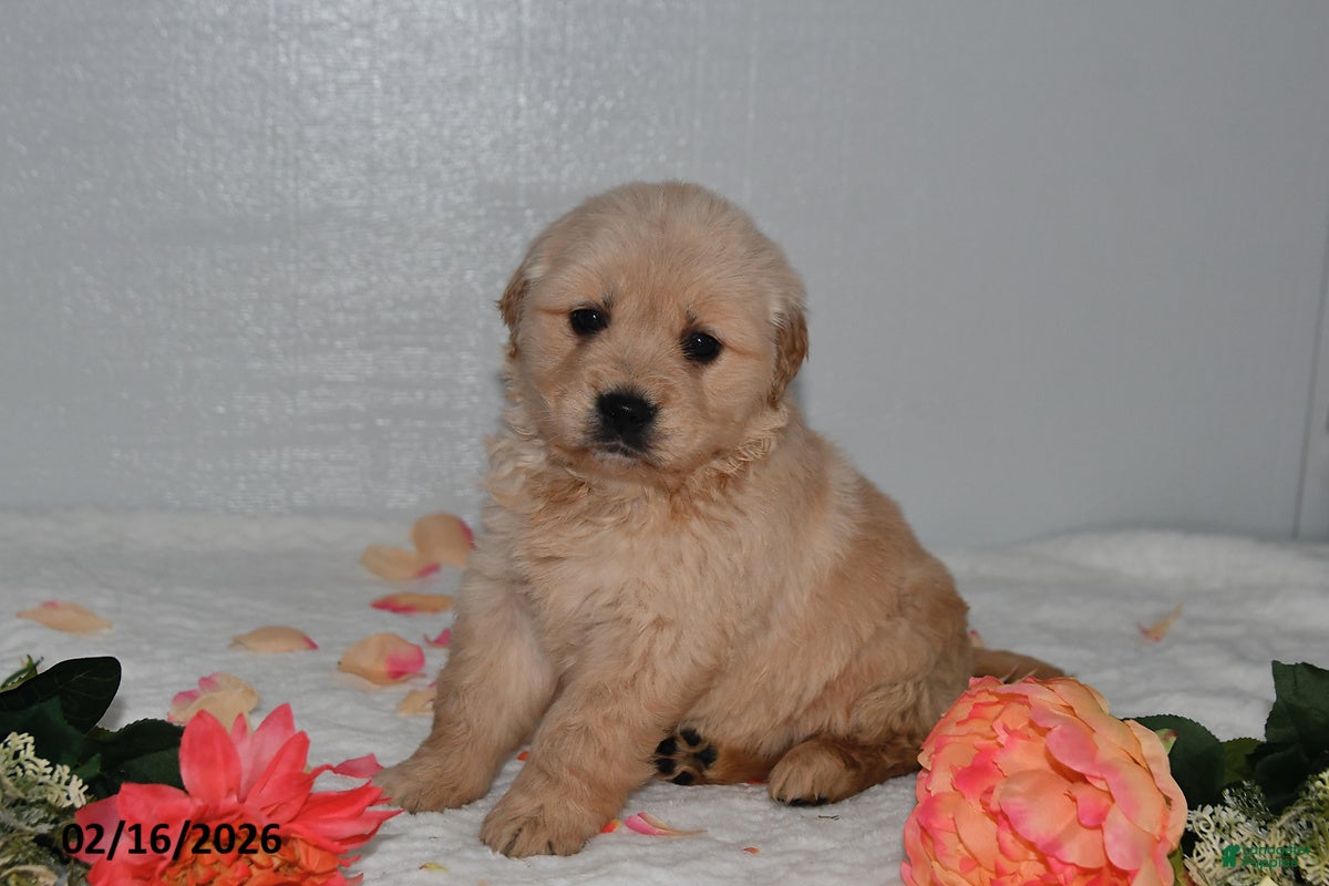 Golden Retriever dogs for sale: Daisy - Ad 3