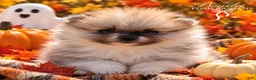 Pomeranian dogs for sale: Pumpkin  - Ad 3
