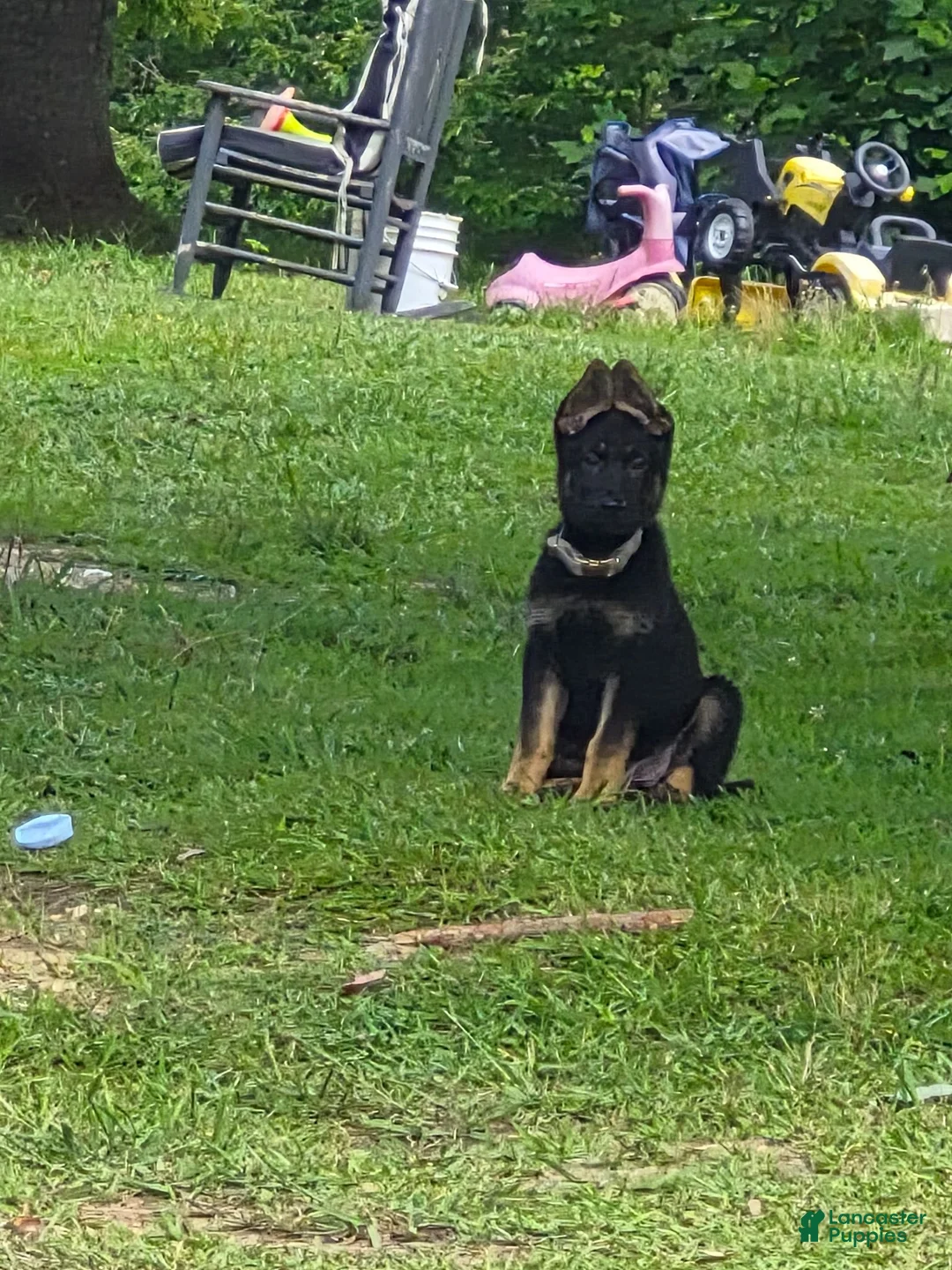 German Shepherd dogs for sale: German Shepherd 1 - Ad 1