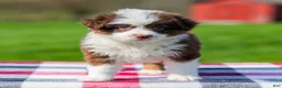 Miniature Australian Shepherd dogs for sale: Dena - Ad 6