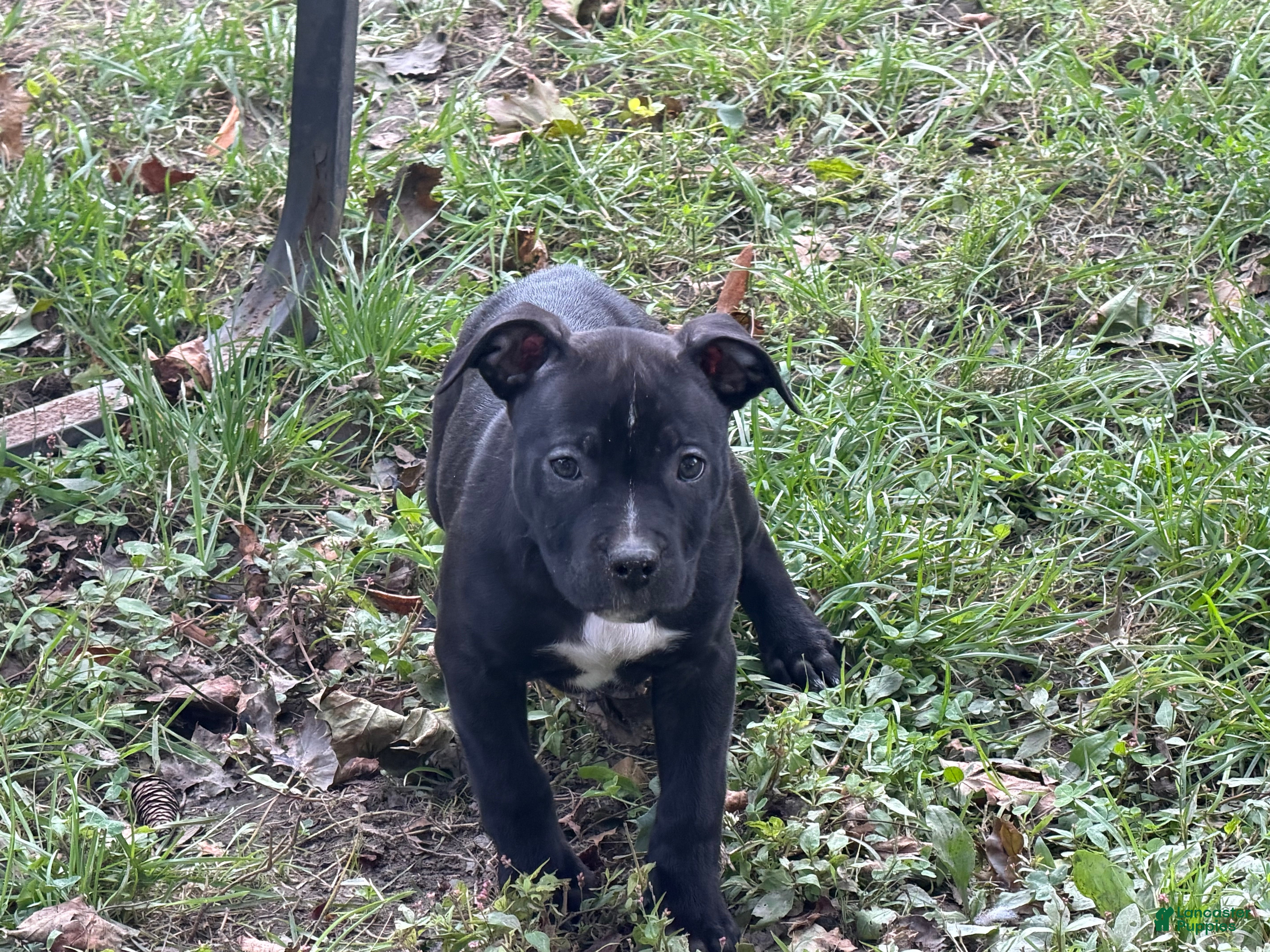 American Bully dogs for sale: American Bully 6 (willow) - Ad 1