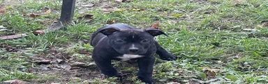 American Bully 6 (willow)