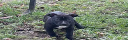 American Bully dogs for sale: American Bully 6 (willow) - Ad 1