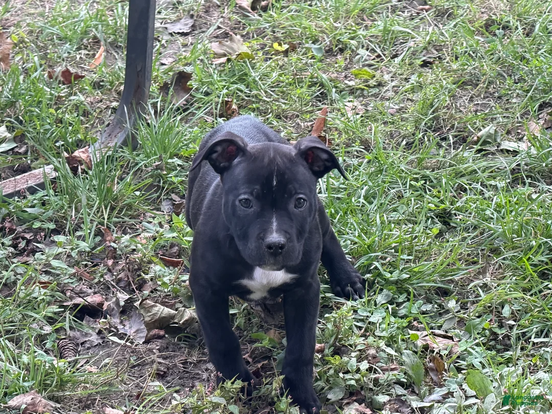 American Bully dogs for sale: American Bully 6 (willow) - Ad 1
