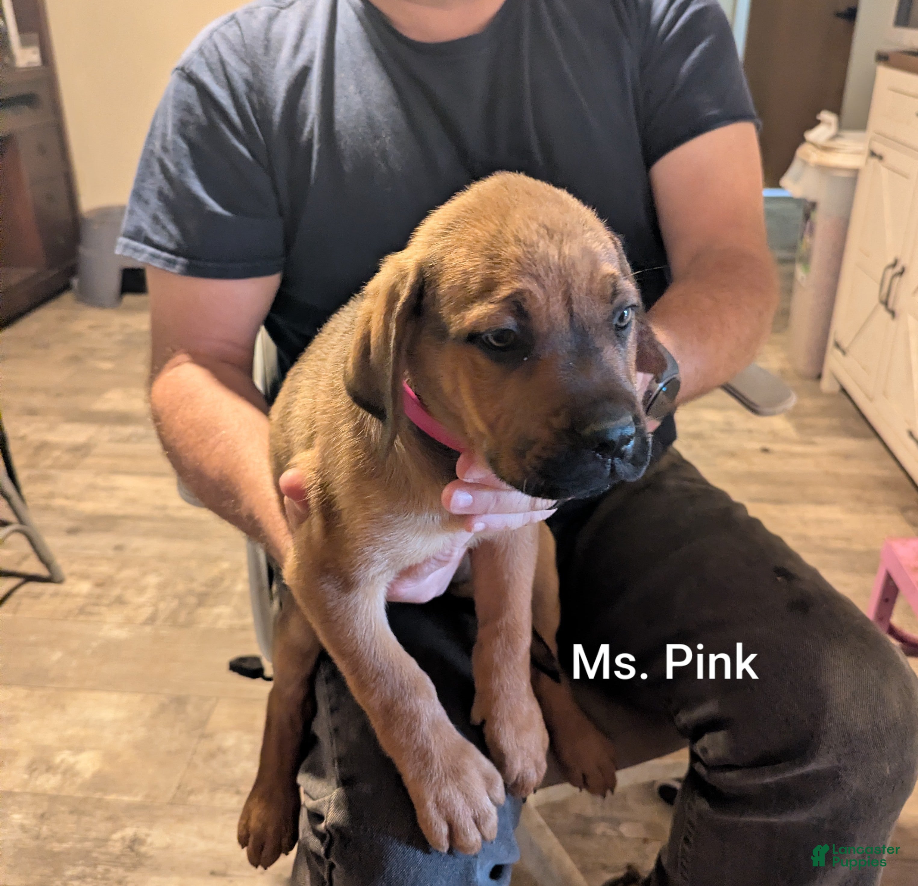 Mixed Breed dogs Ms. Pink - Ad 2