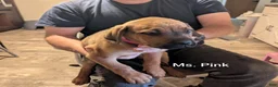 Mixed Breed dogs for sale: Ms. Pink - Ad 2