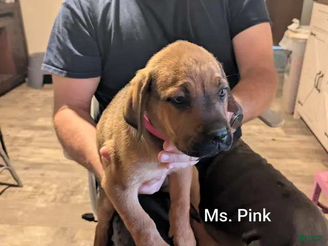 Mixed Breed dogs Ms. Pink - Ad 2
