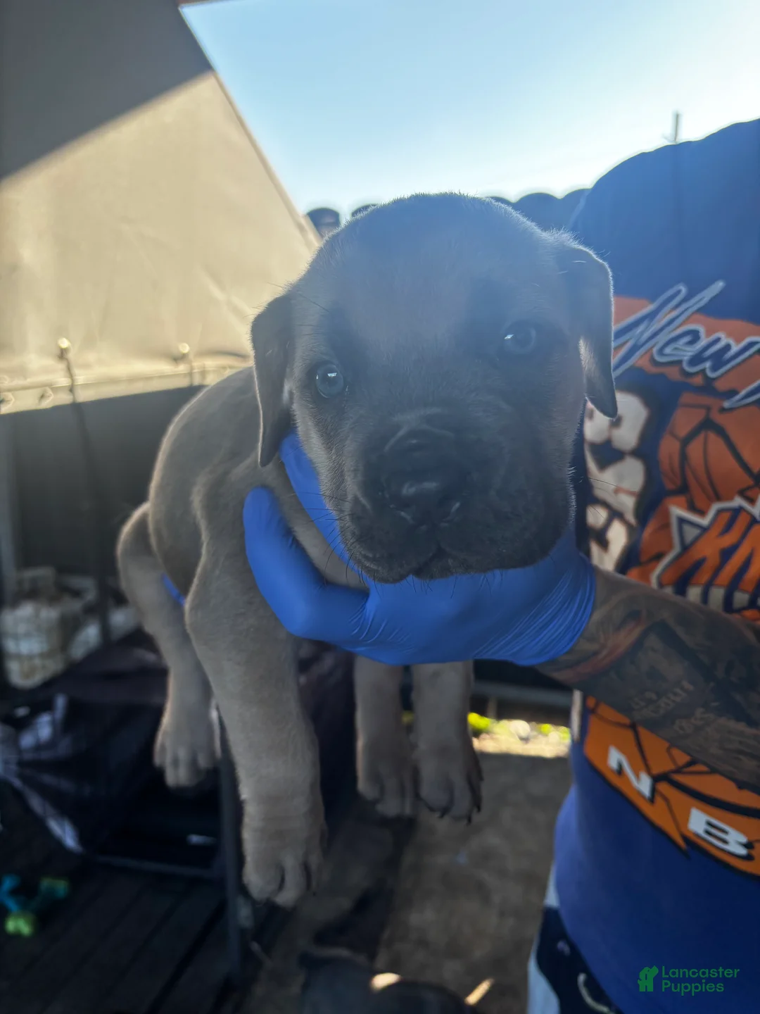 Cane Corso dogs for sale: Cane Corso Puppy 5 - Ad 1