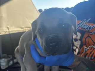 Cane Corso dogs Cane Corso Puppy 5 - Ad 5