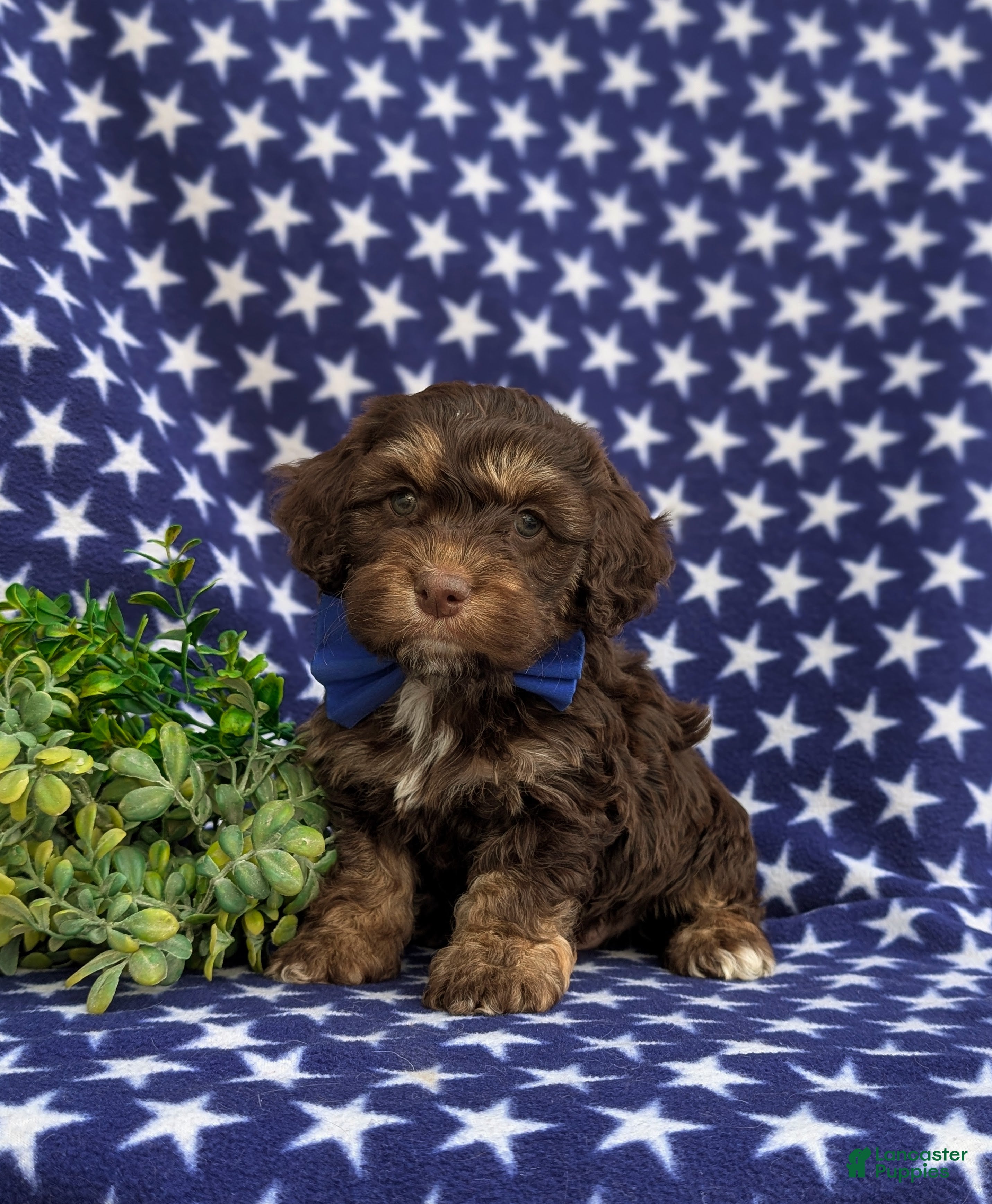 Cockapoo dogs Jonnie - Ad 1