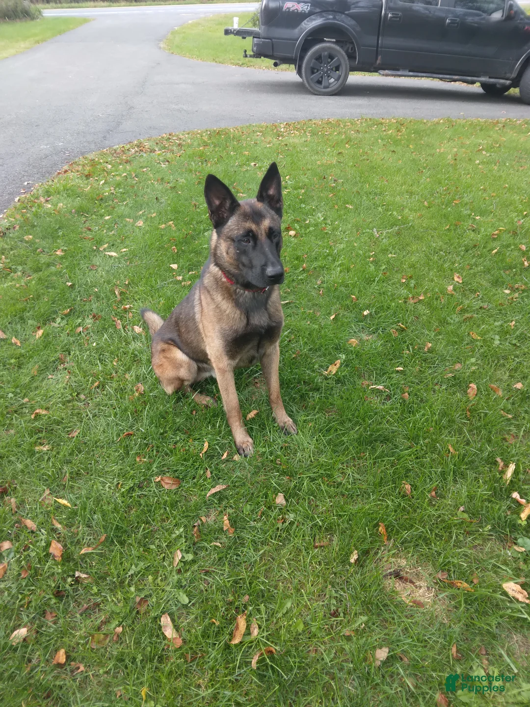 Belgian Malinois dogs for sale: Belgian Malinois Puppy 7 - Ad 7