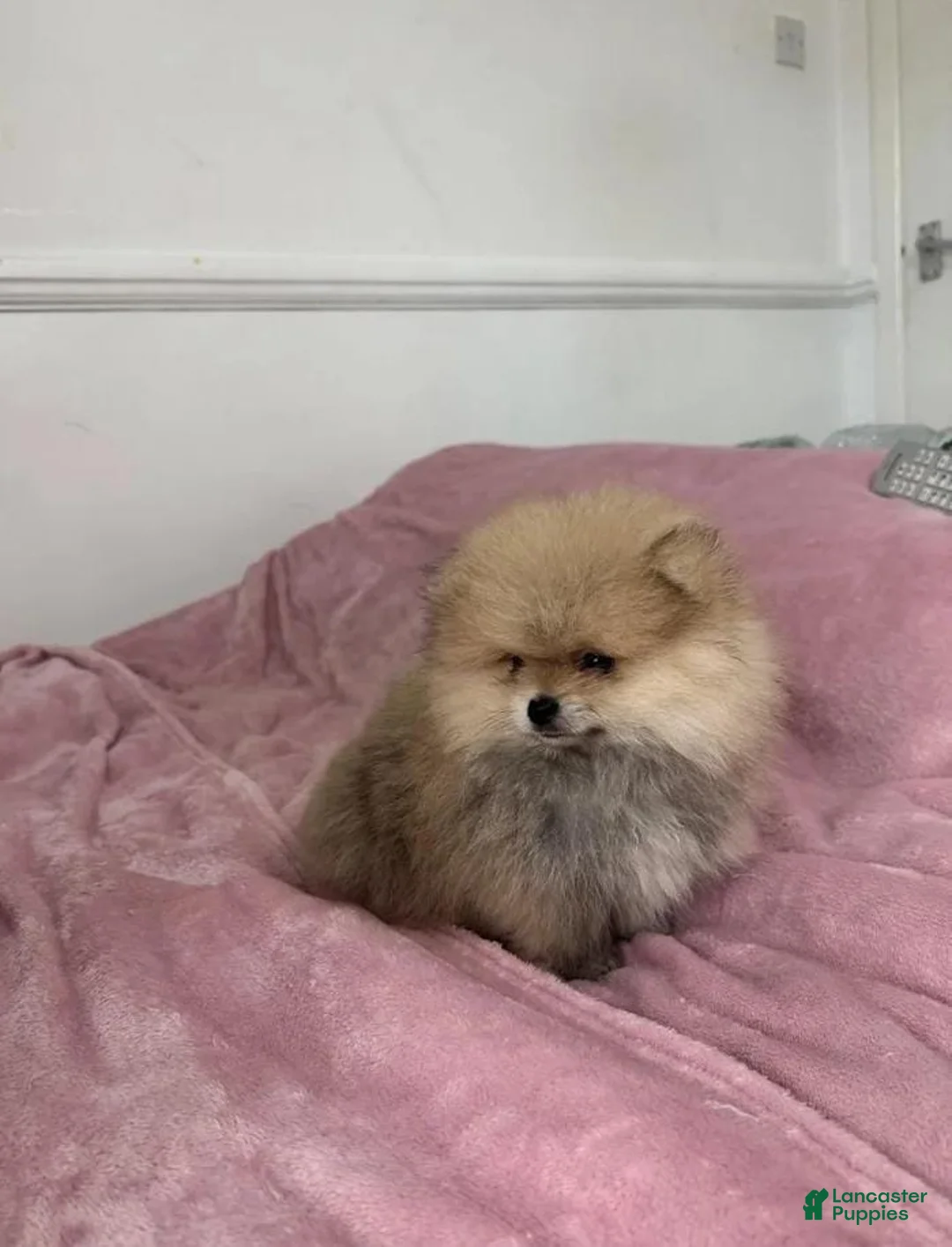 Pomeranian dogs for sale: Maya - Ad 27