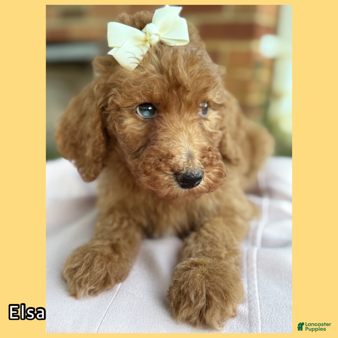 Standard Poodle dogs for sale: Standard Poodle litter of 5 puppies - Ad 13