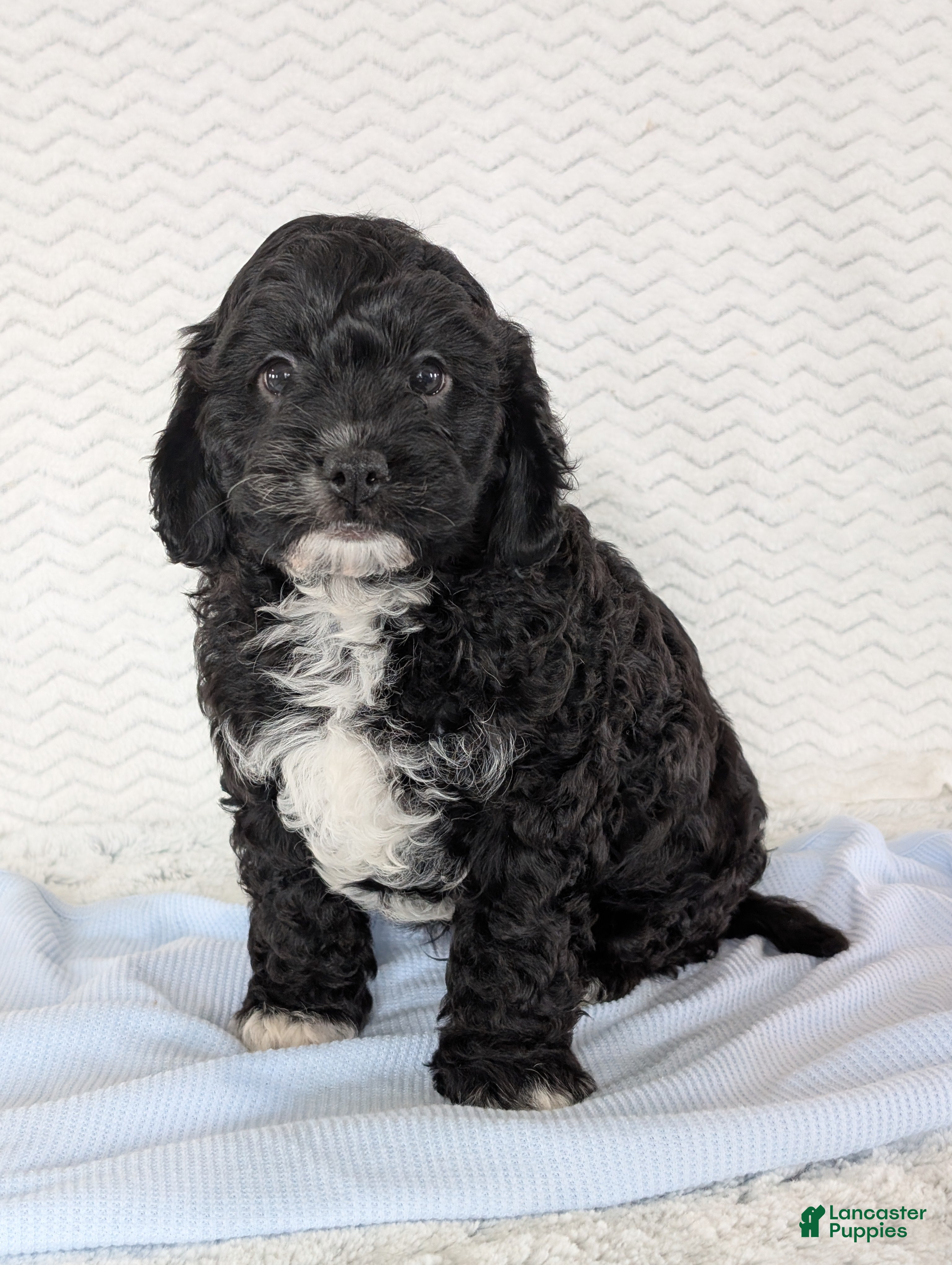 Cavapoo dogs Jake - Ad 2