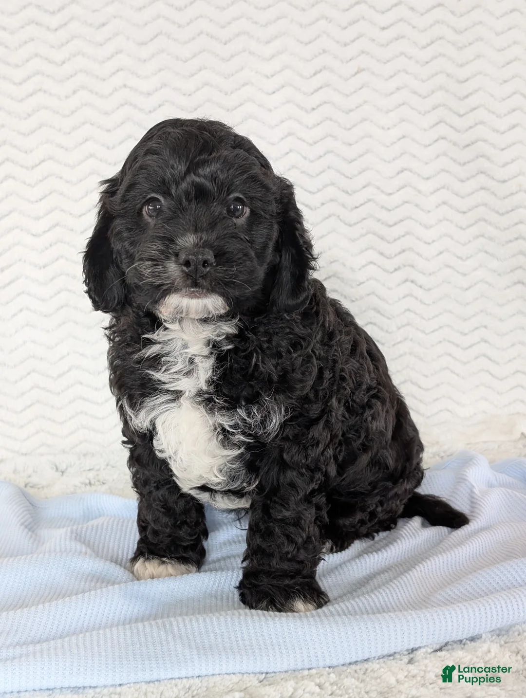 Cavapoo dogs for sale: Jake - Ad 2