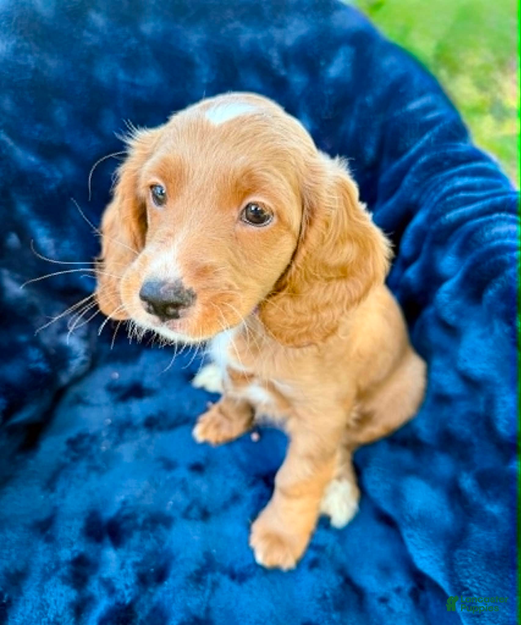 Cockapoo dogs Bambi - Ad 2