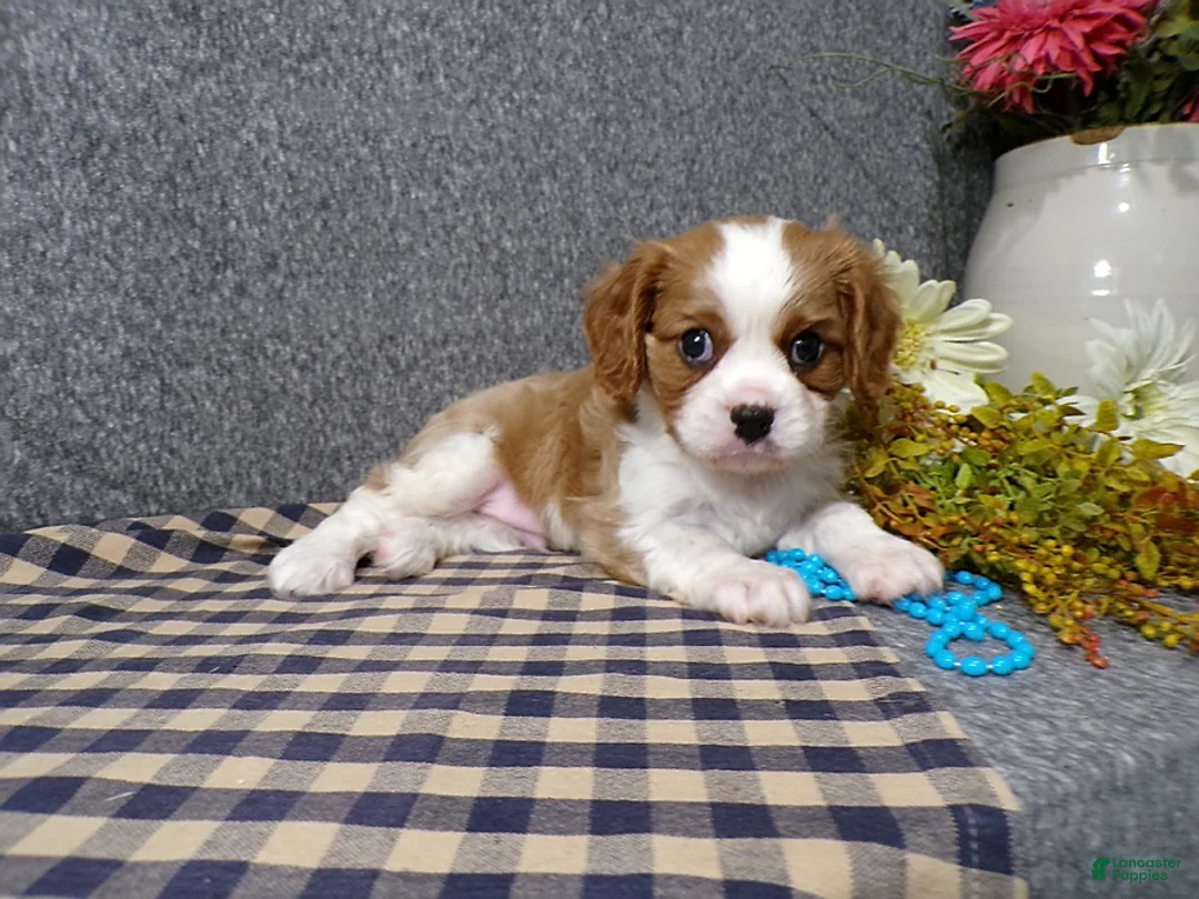 Cavalier King Charles Spaniel dogs for sale: Connor - Ad 2