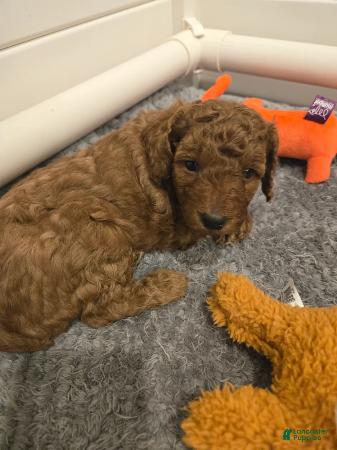 Toy Poodle dogs for sale: Toy Poodle Puppy 1 - Ad 2