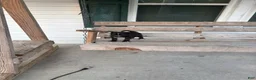 Chihuahua dogs for sale: Leo - Ad 1