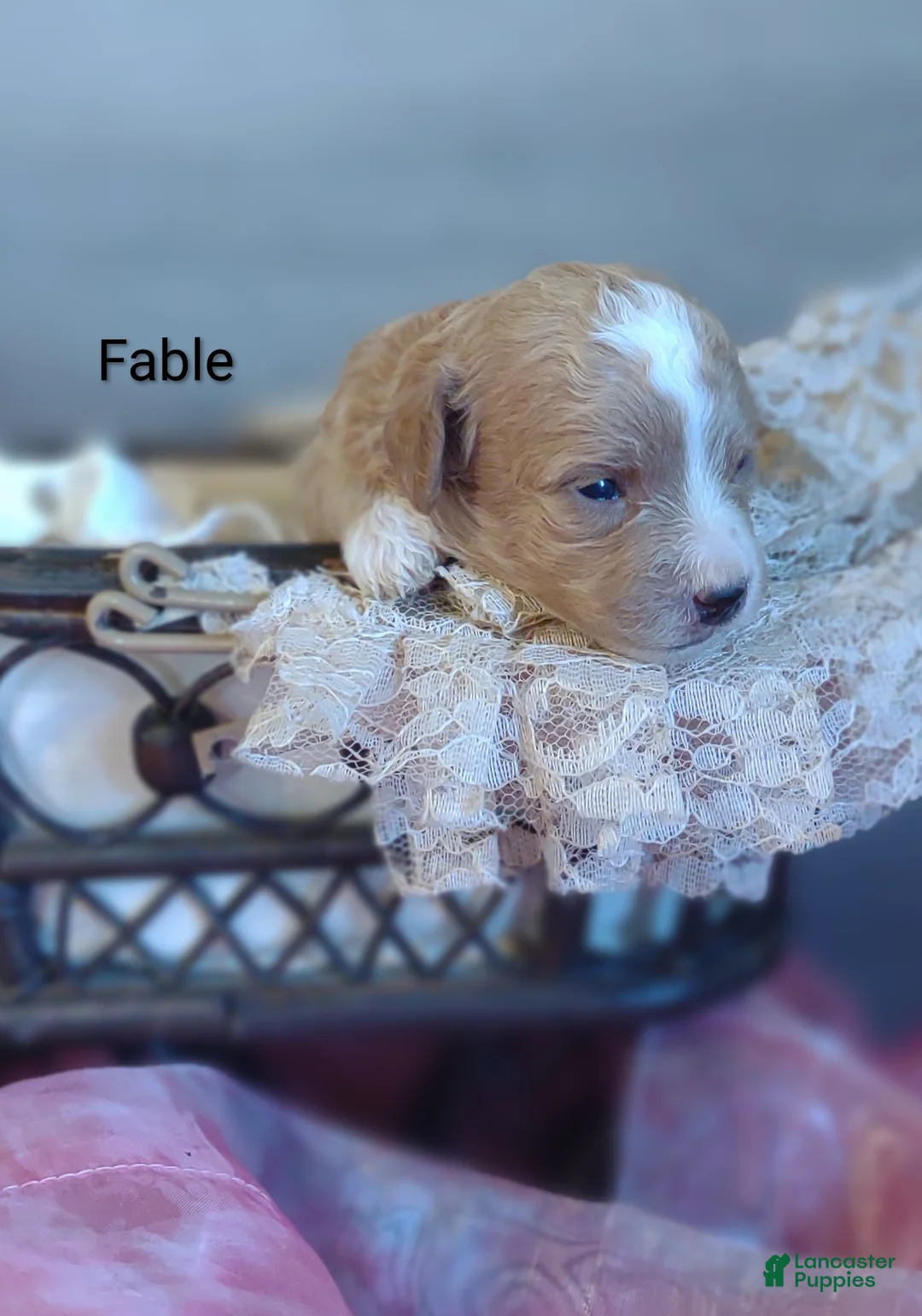 Shihpoo dogs for sale: Fable - Ad 1
