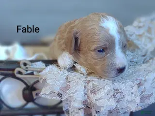 Shihpoo dogs Fable - Ad 7
