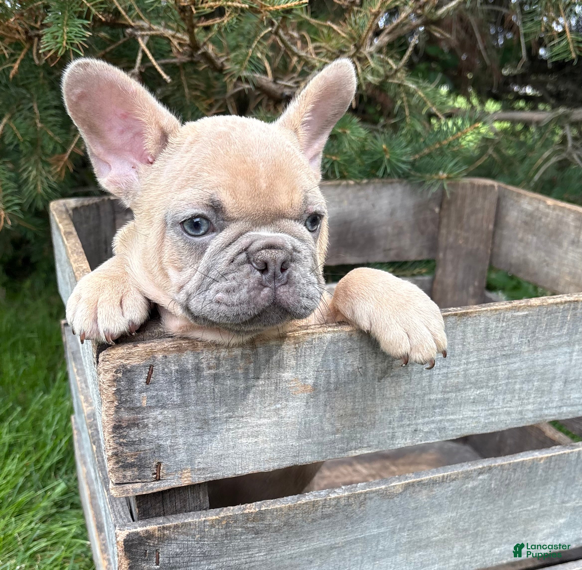 French Bulldog dogs Cruz - Ad 2