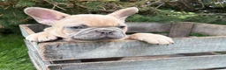 French Bulldog dogs for sale: Cruz - Ad 2