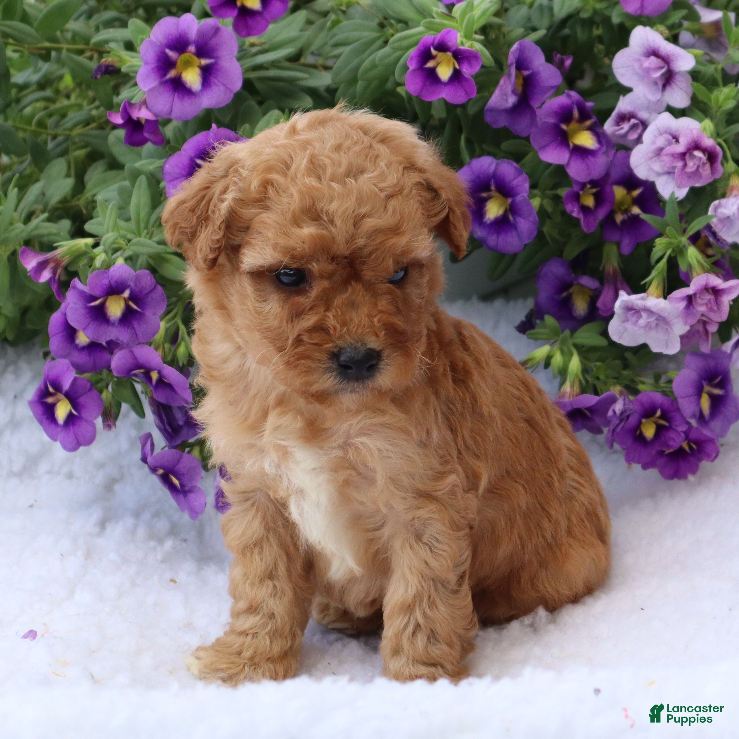 Mini Goldendoodle dogs Champ - Ad 1