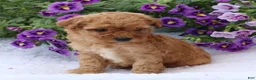Mini Goldendoodle dogs for sale: Champ - Ad 1