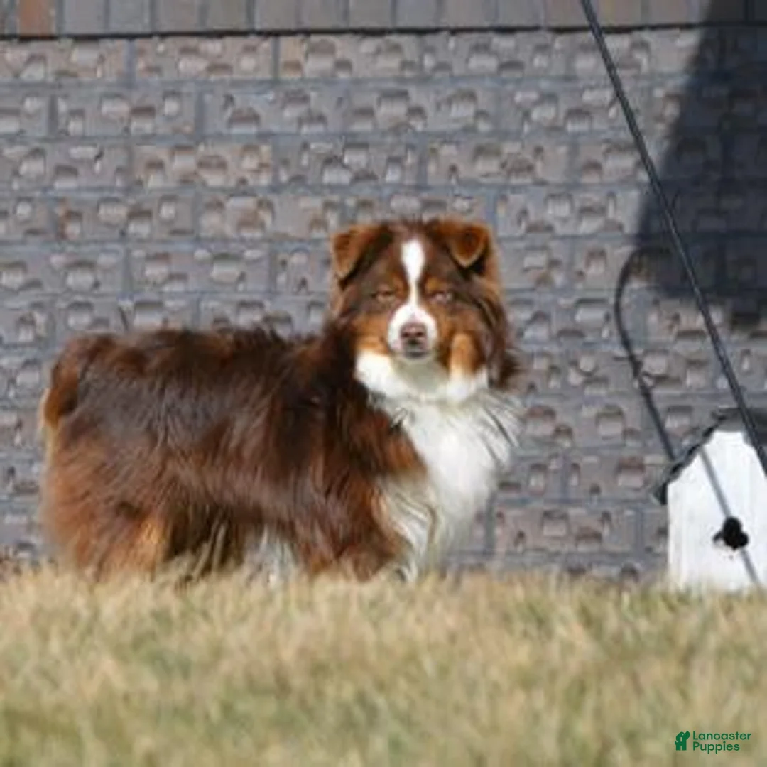 Miniature Australian Shepherd dogs for sale: Callie - Ad 11