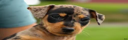 Miniature Pinscher dogs for sale: ACE - Ad 20