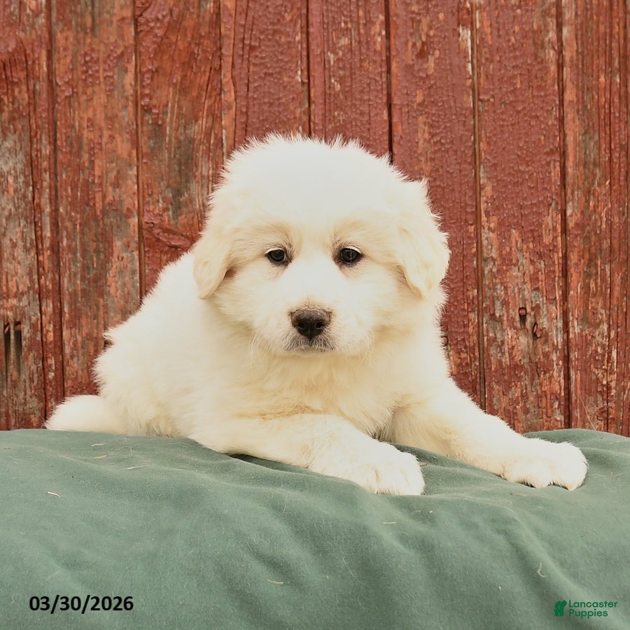 Great Pyrenees dogs Rebel - Ad 2