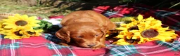 Mixed Breed dogs for sale: Rocky - Irish Goldendoodle  - Ad 20