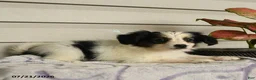 Papillon dogs for sale: Rascal - Ad 4