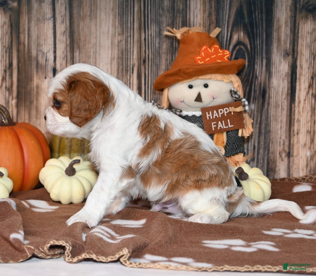 Cavalier King Charles Spaniel dogs for sale: Kai - Ad 14