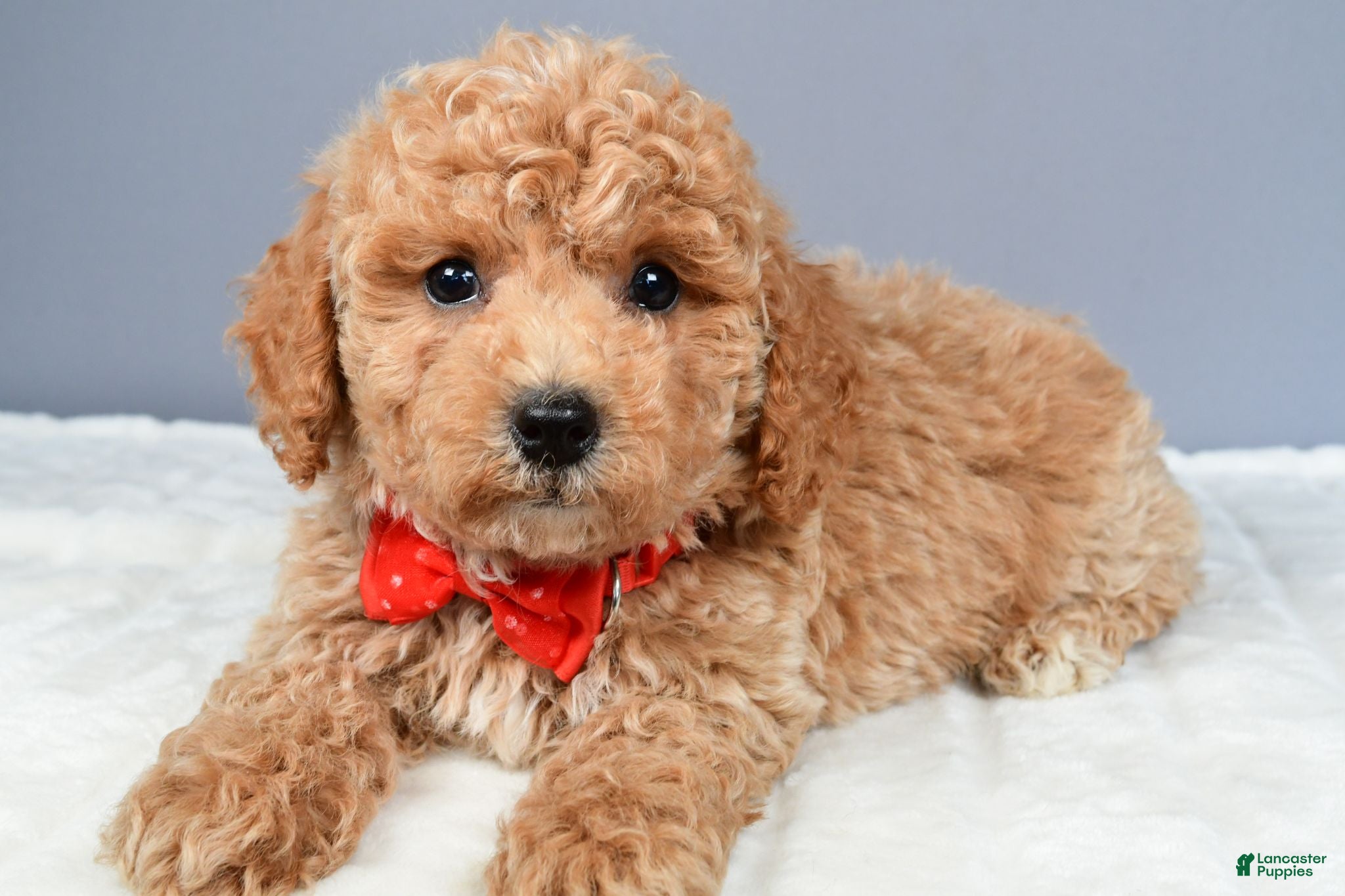 Miniature Poodle dogs Nugget - Ad 2