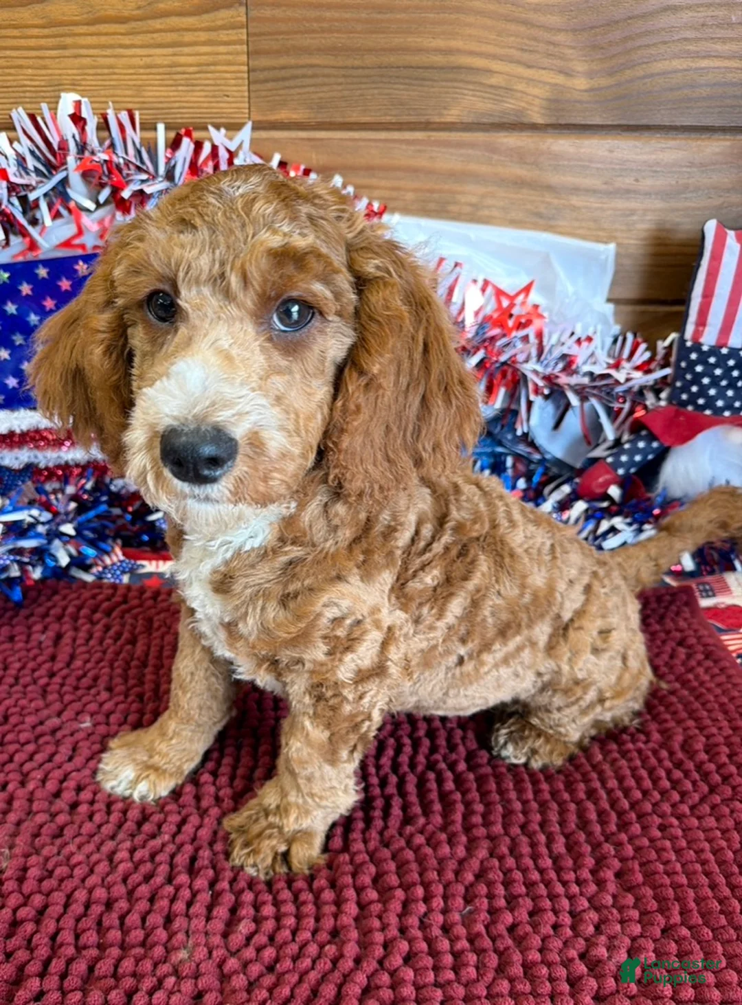 Labradoodle dogs for sale: Squirt - Ad 2