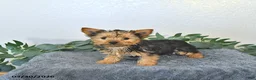 Yorkshire Terrier dogs for sale: Theo - EXTRA SMALL - Ad 5